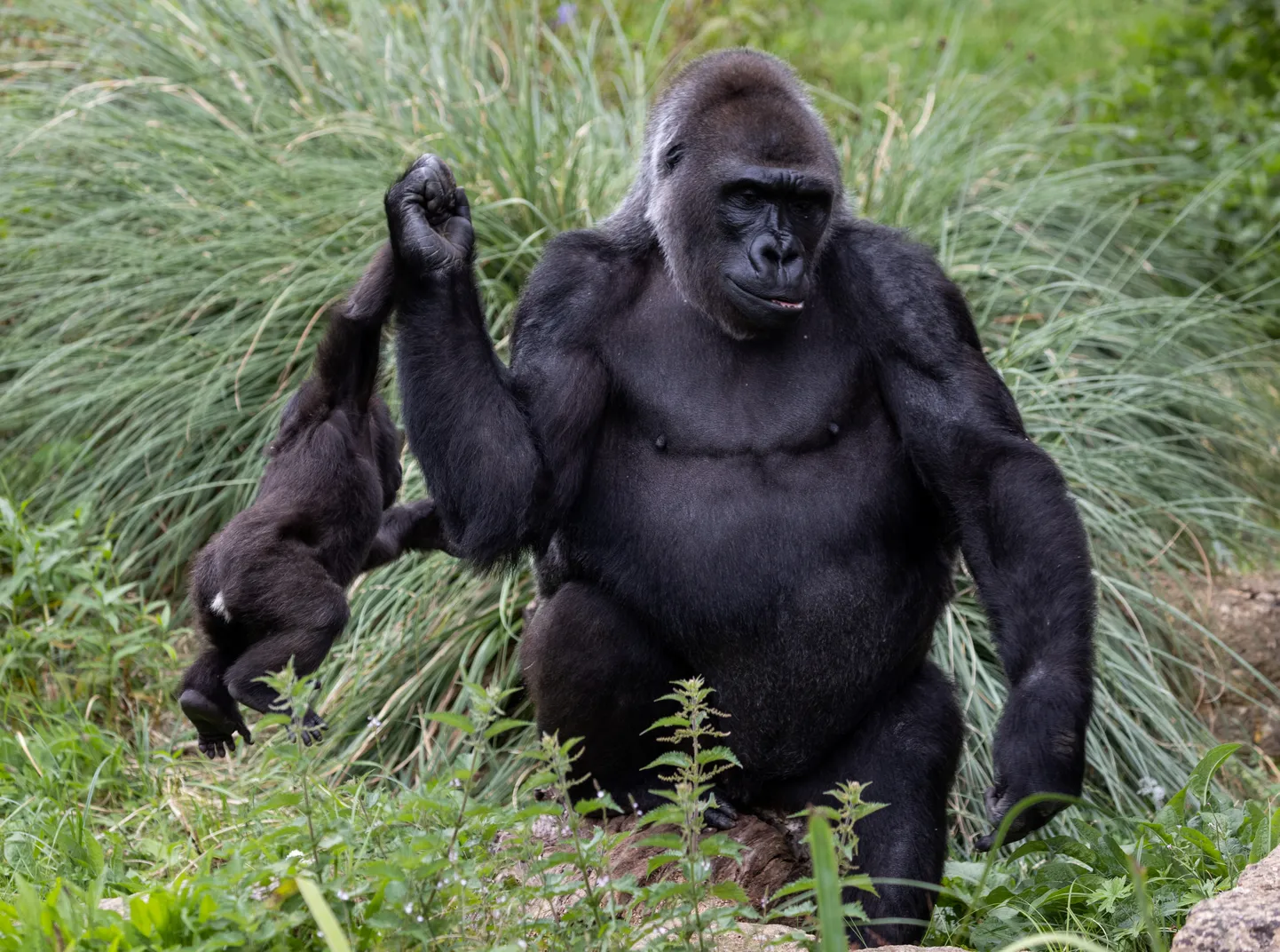 Lääne-tasandikugorilla poeg Hasani koos oma ema Kalaga tänavu augustis Ühendkuningriigis Bristoli loomaaias.
