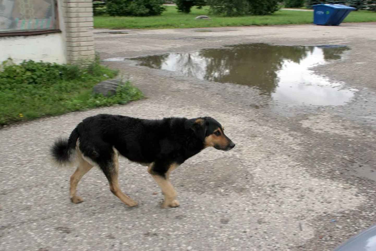 Eesti lemmikloomaregistriga liitunud Kiviõli teeb koerte registreerimise järgmise aasta jooksul kohustuslikuks.
