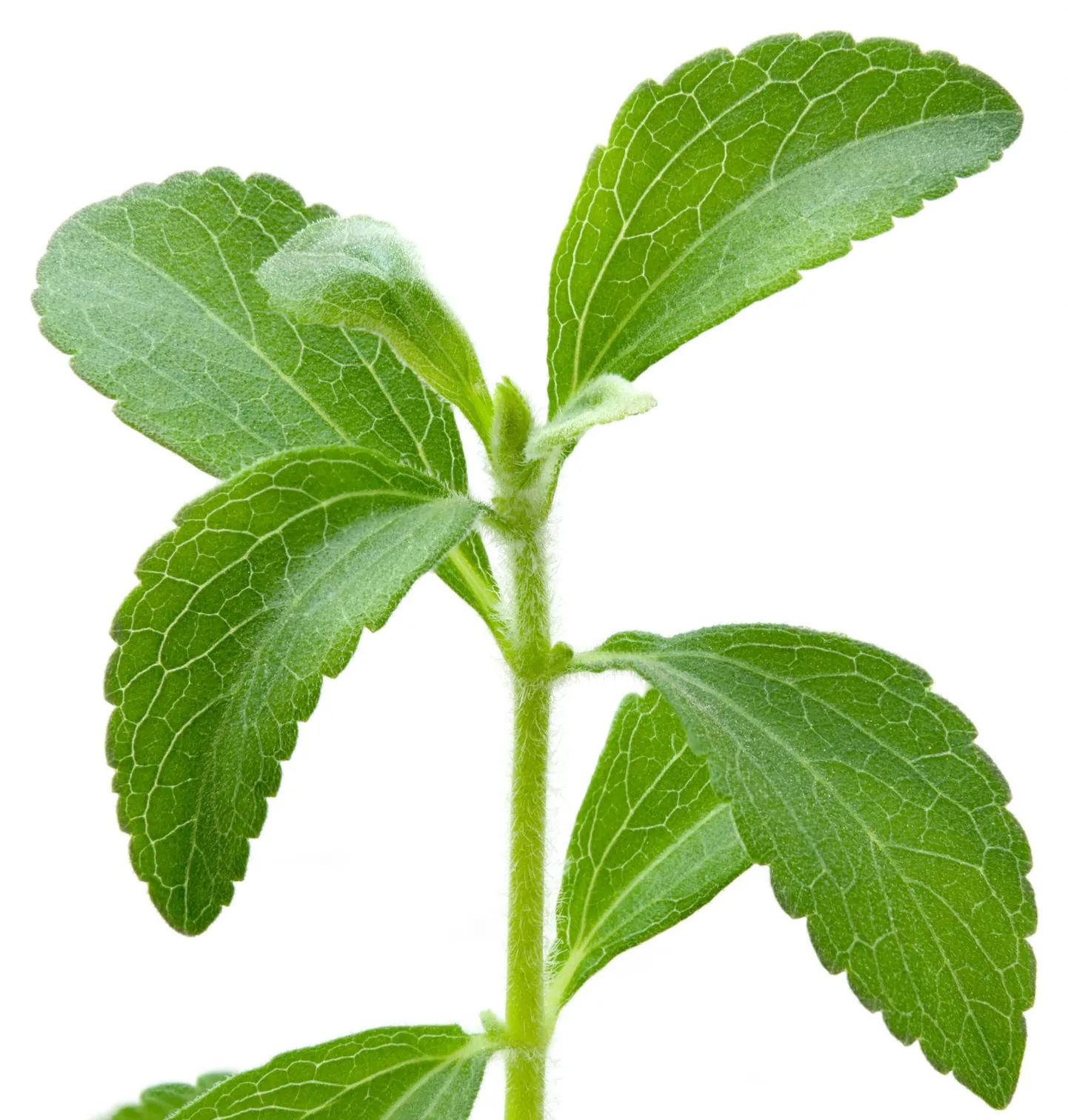Stevia on hea asendaja suhkrule