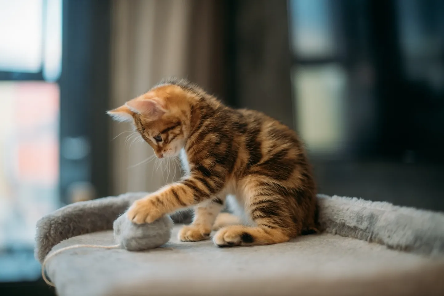 Котенок.