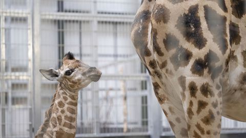 VIDEO ⟩ Kaelkirjak poegis ootamatult otse loomaaiakülastajate silme all