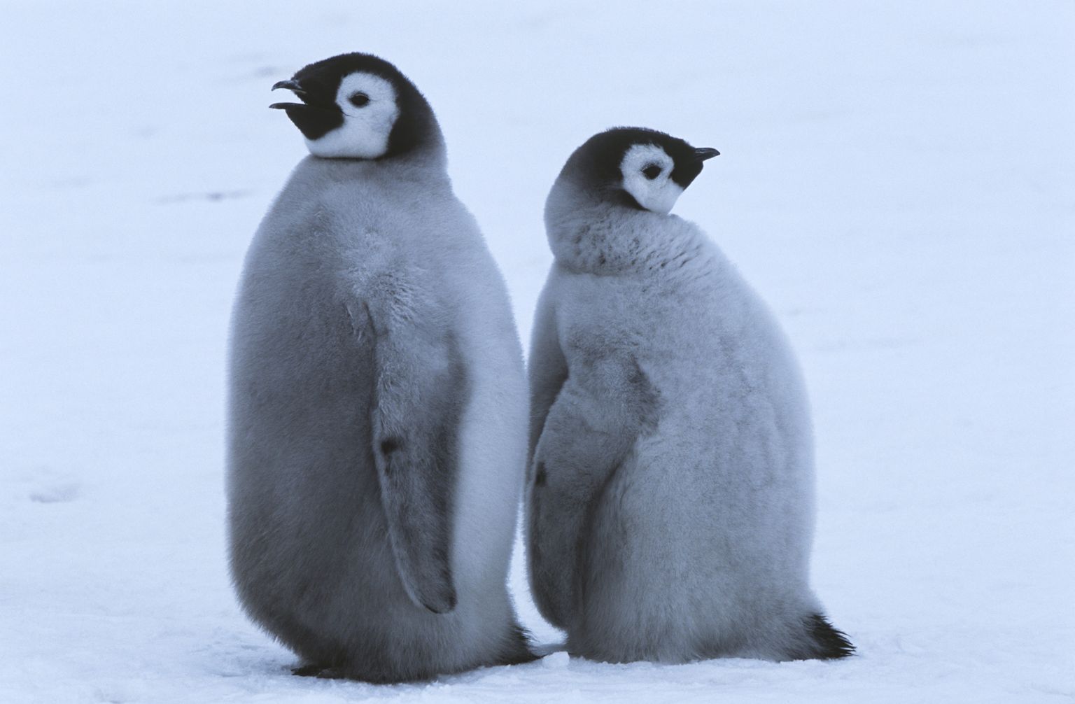 Noored keiserpingviinid.
