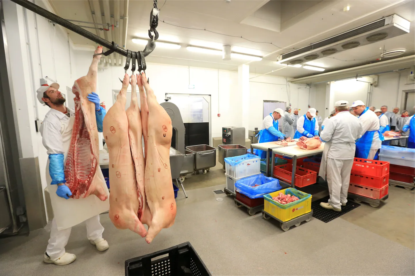 Töö tsehhis algab Margus Linnamäe juurest, kes on rümpade ettetükeldaja. Järgneb lõikajate liin, kus jagatakse tükid, mis sobivad singiks, vorstiks või näiteks grill-lihaks.
