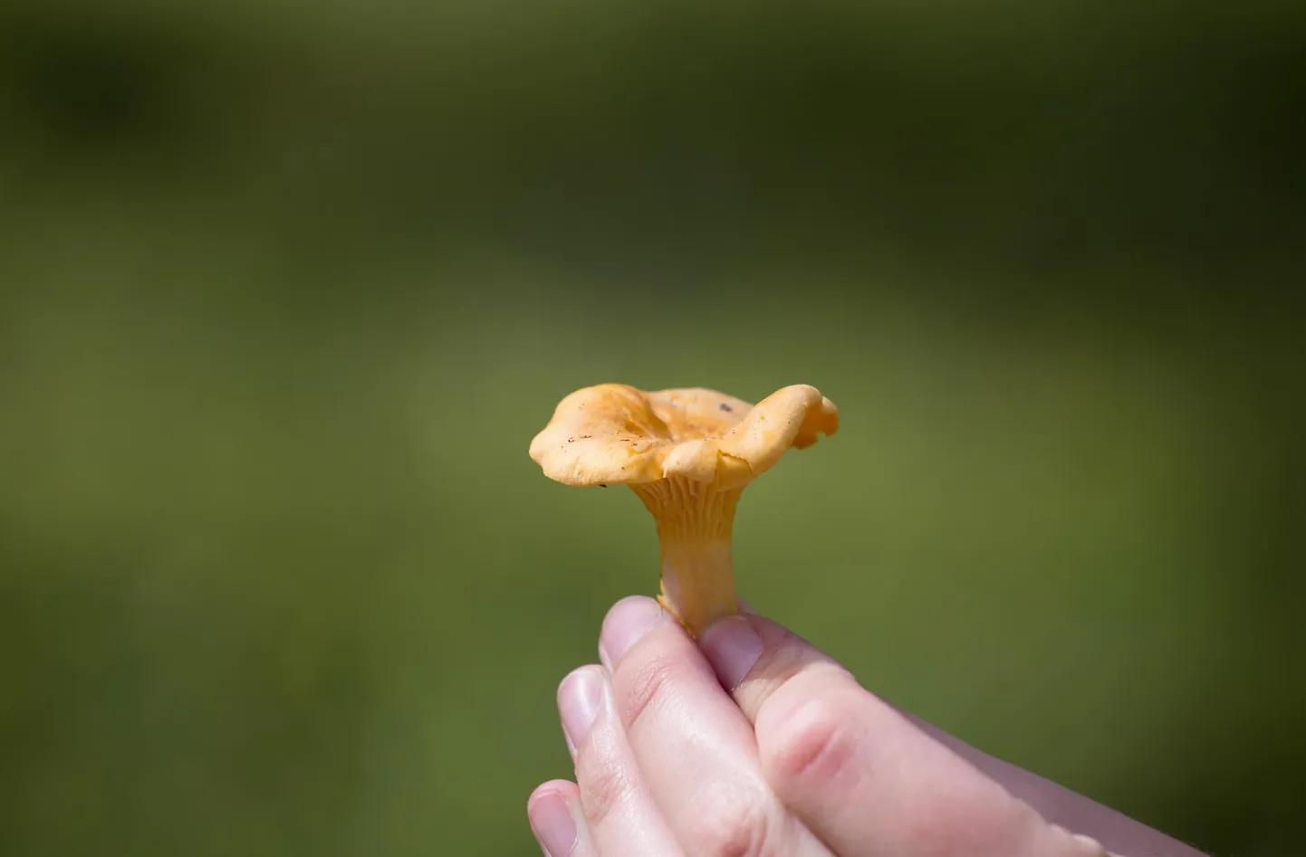 Seni võis pärast seenelkäiku saata sõpradele humoorika foto suurest seenesaagist ja poseerida koos üheainsa ­kuke­seenega. Nüüd annab ilmaprognoos lootust, et metsast saab nii suve- kui ka sügisseeni.