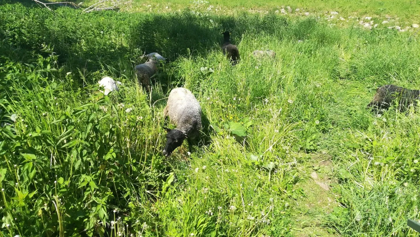 Möödunud laupäevast võib Tarvastu ordulinnuse lähedal näha seitset villakandjat.