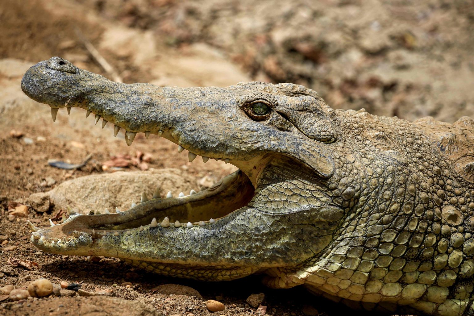 Niiluse krokodill (Crocodylus niloticus)