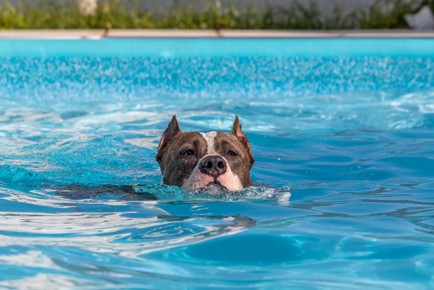 Õnnelik pitbull basseinis