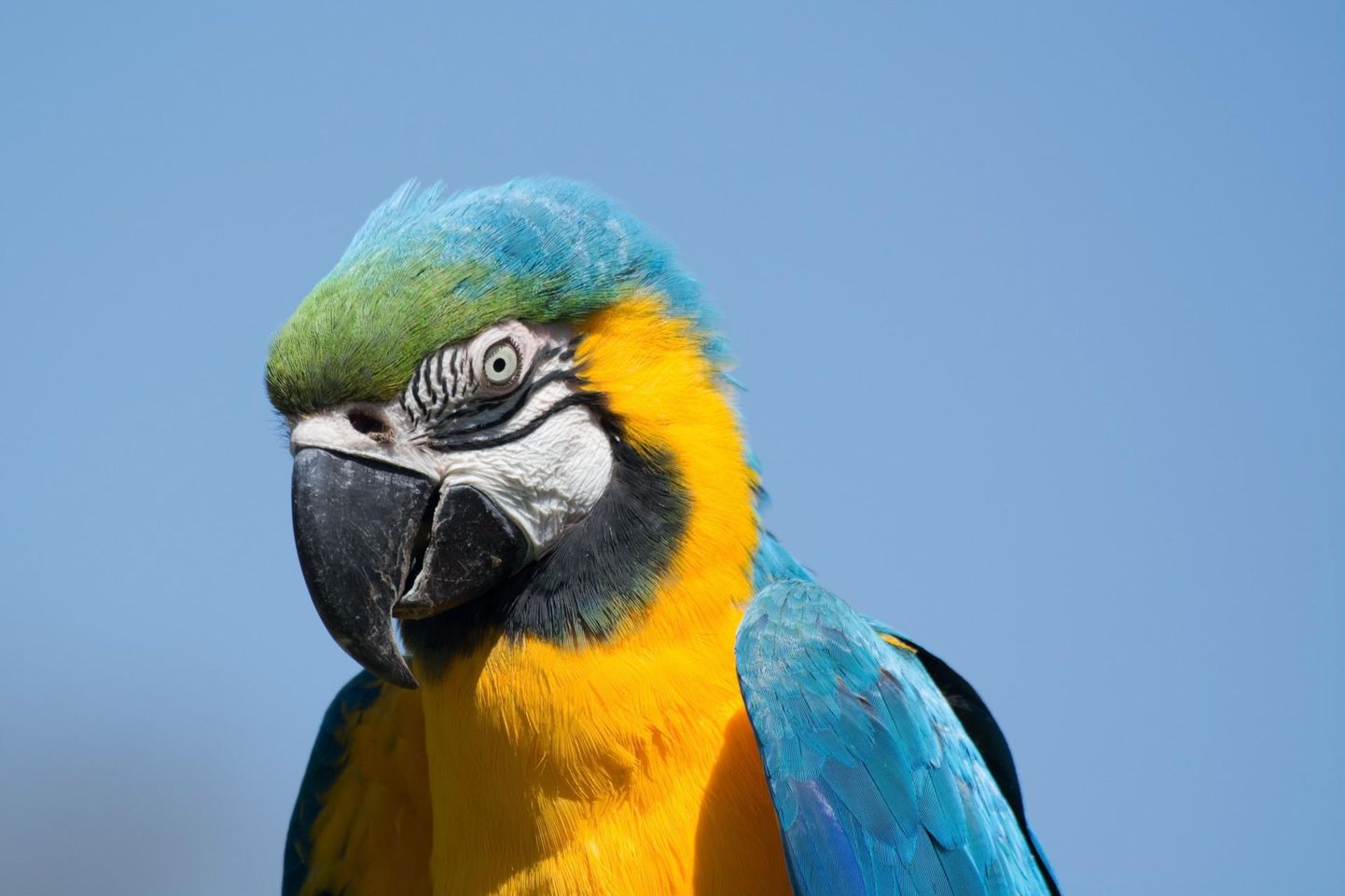 Aarade perekond elab looduslikult vaid Kesk- ja Lõuna-Ameerikas, kuid nad on mujalgi populaarsed lemmiklinnud. Pildil olev lind ei ole Sindi juhtumiga seotud.