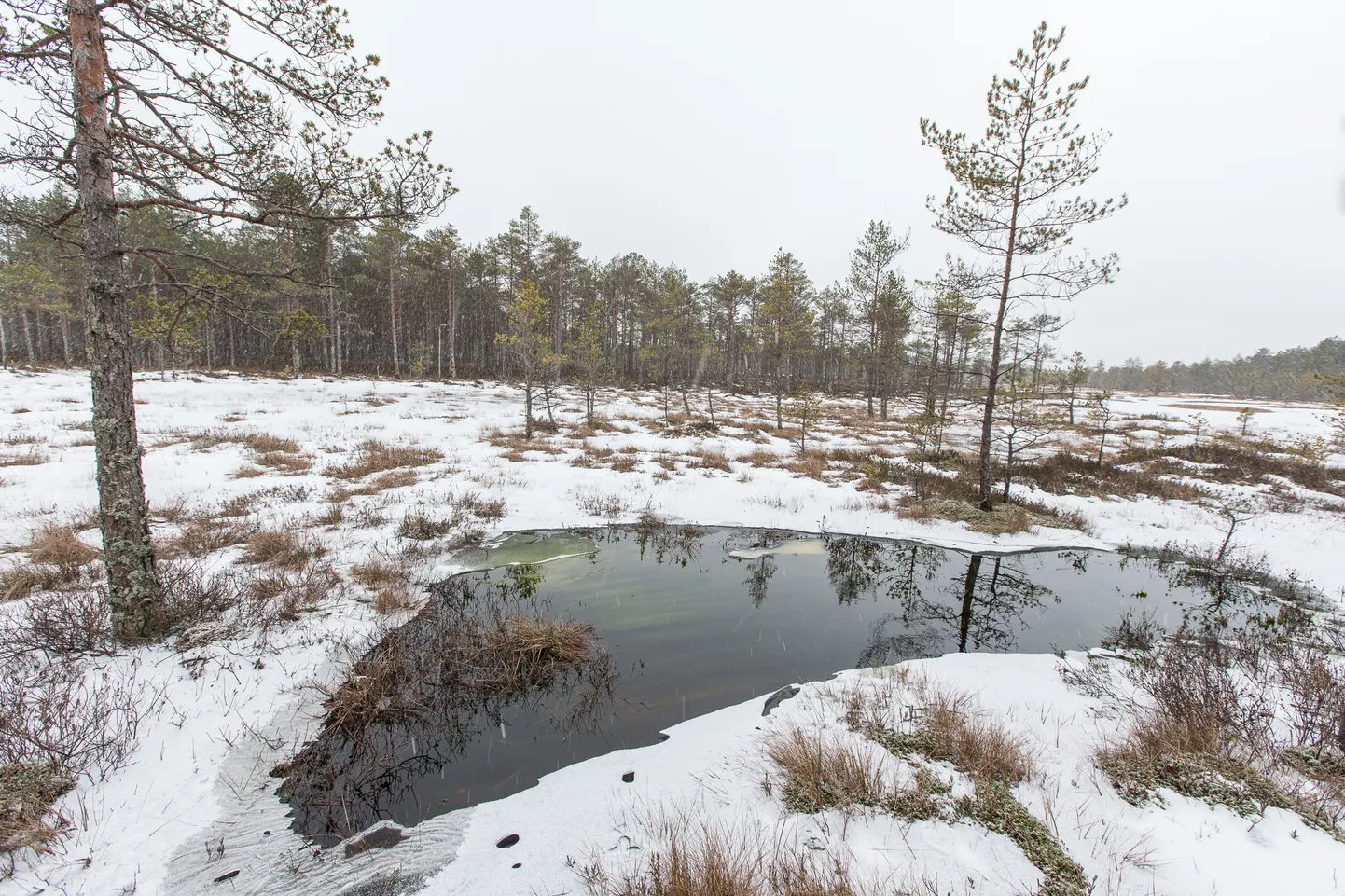 Alutaguse uhkus on Euroopa suurimad rabamassiivid. MATTI KÄMÄRÄ