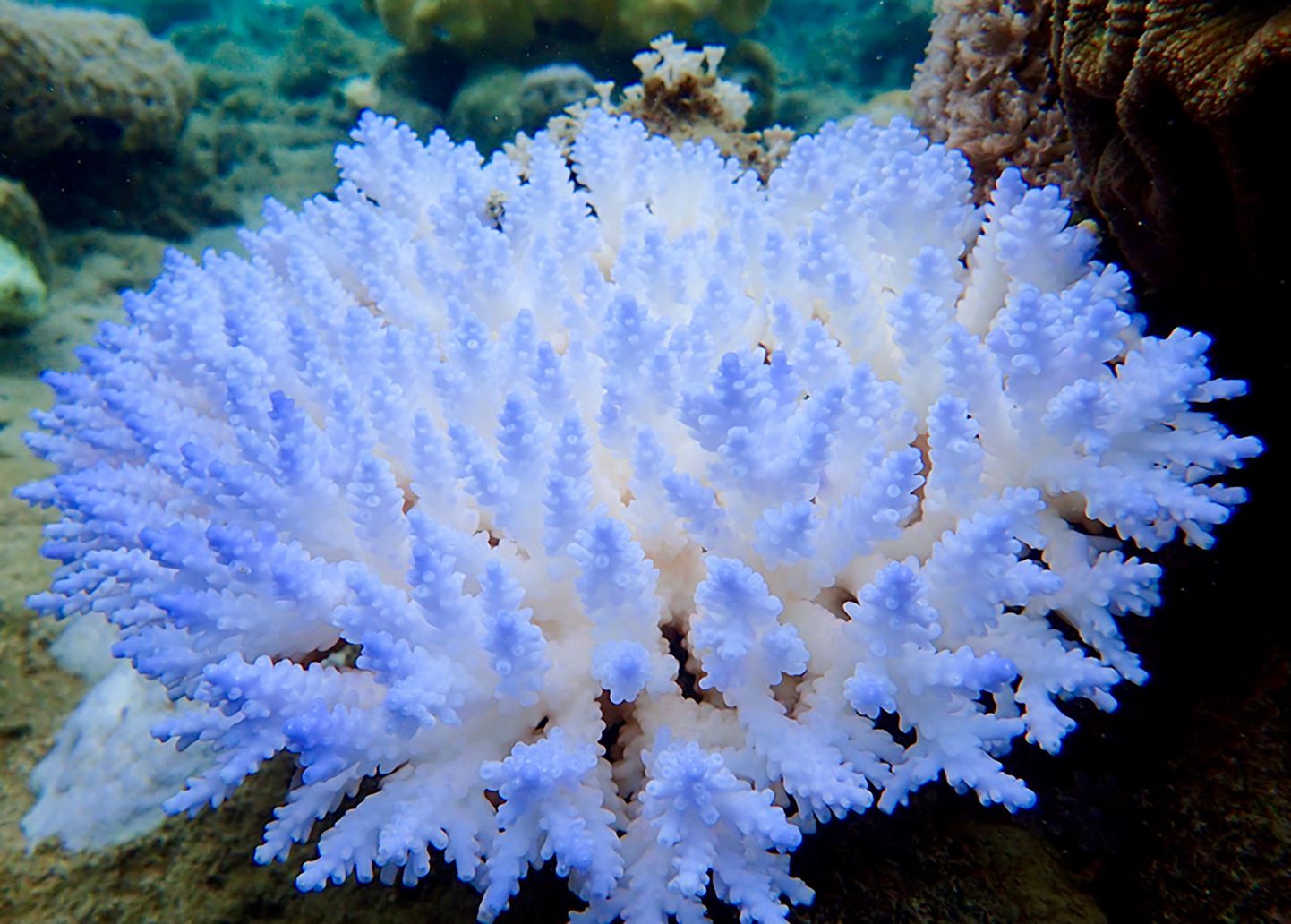 An undated handout photo received from ARC Centre of Excellence for Coral Reef Studies on April 19, 2018 shows a mass bleaching event of coral on Australia's Great Barrier Reef. 
The Great Barrier Reef suffered a "catastrophic die-off" of coral during an extended heatwave in 2016, threatening a broader range of reef life than previously feared, a report revealed on April 19, 2018. / AFP PHOTO / ARC Centre of Excellence for Cor / GREG TORDA