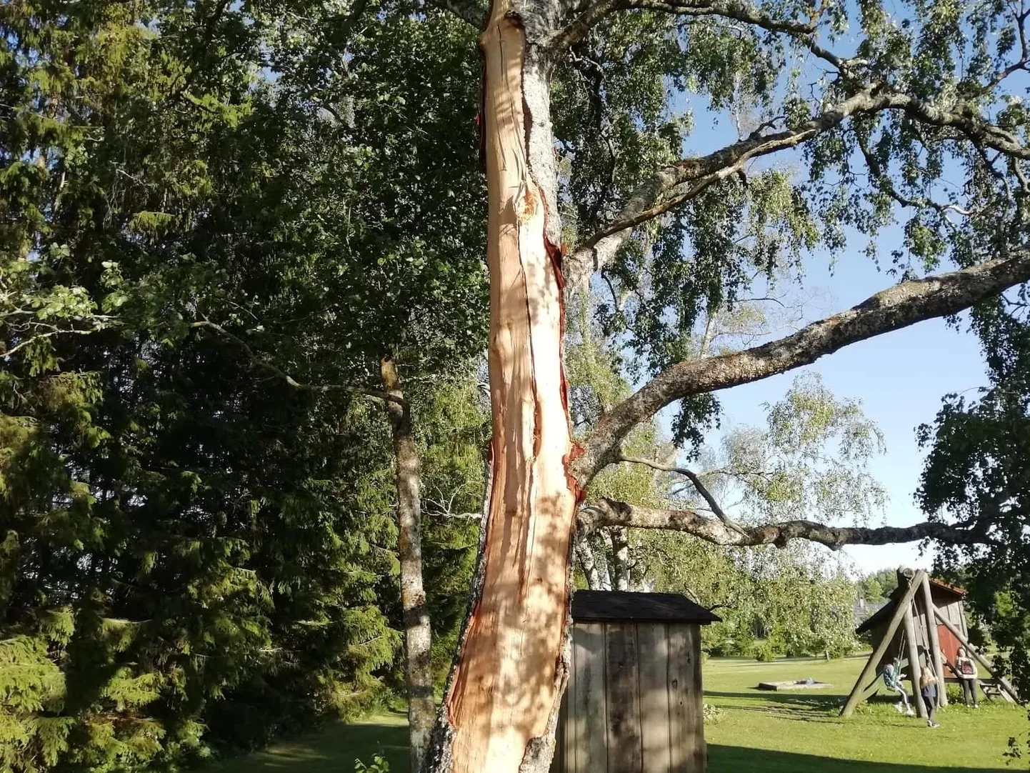 Välgutabamuse saanud kask heitis küll maha suurema osa koorest, kuid on endiselt elujõus.