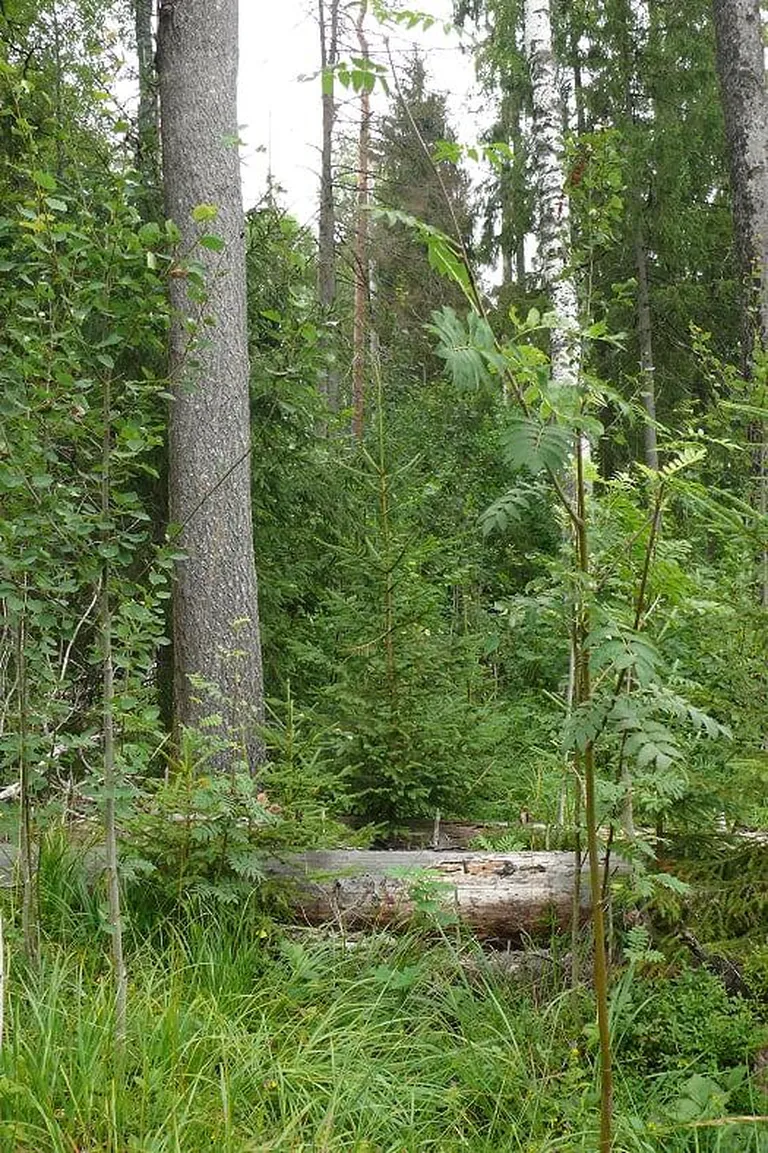 Kuusk on suuteline uuenema ka vana metsa varjus.