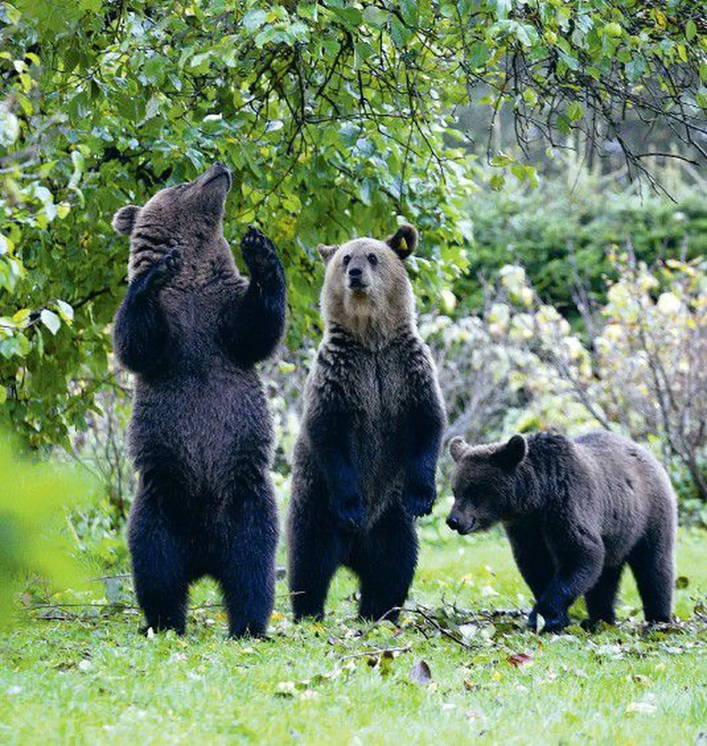 Кто хочет увидеть медведя в дикой природе? В Эстонии есть туристические фирмы, которые гарантируют встречу с топтыгиным в природе в девяти случаях из десяти.