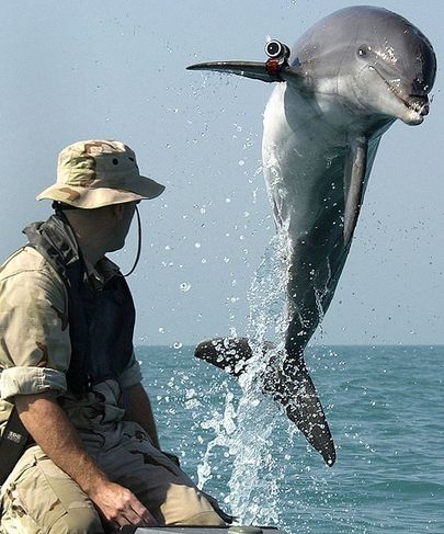 USA mereväe delfiin nimega KDog otsis Iraagi sõja ajal Pärsia lahest miine.