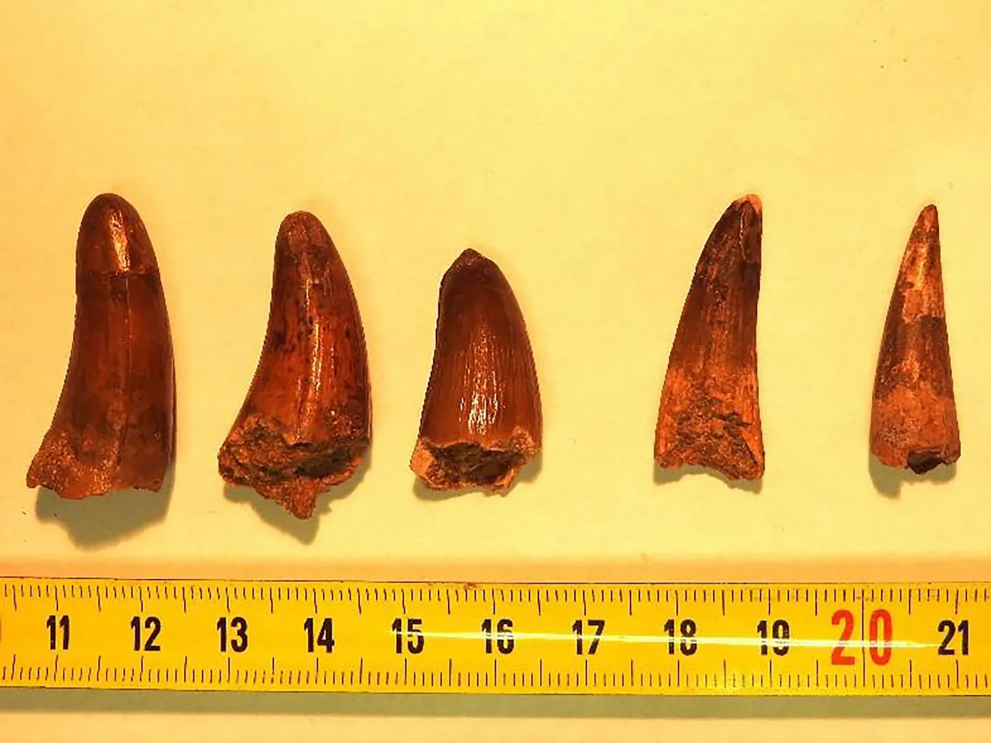 Prantsuse tolliameti jagatud foto konfiskeeritud dinosaurusehammastest.