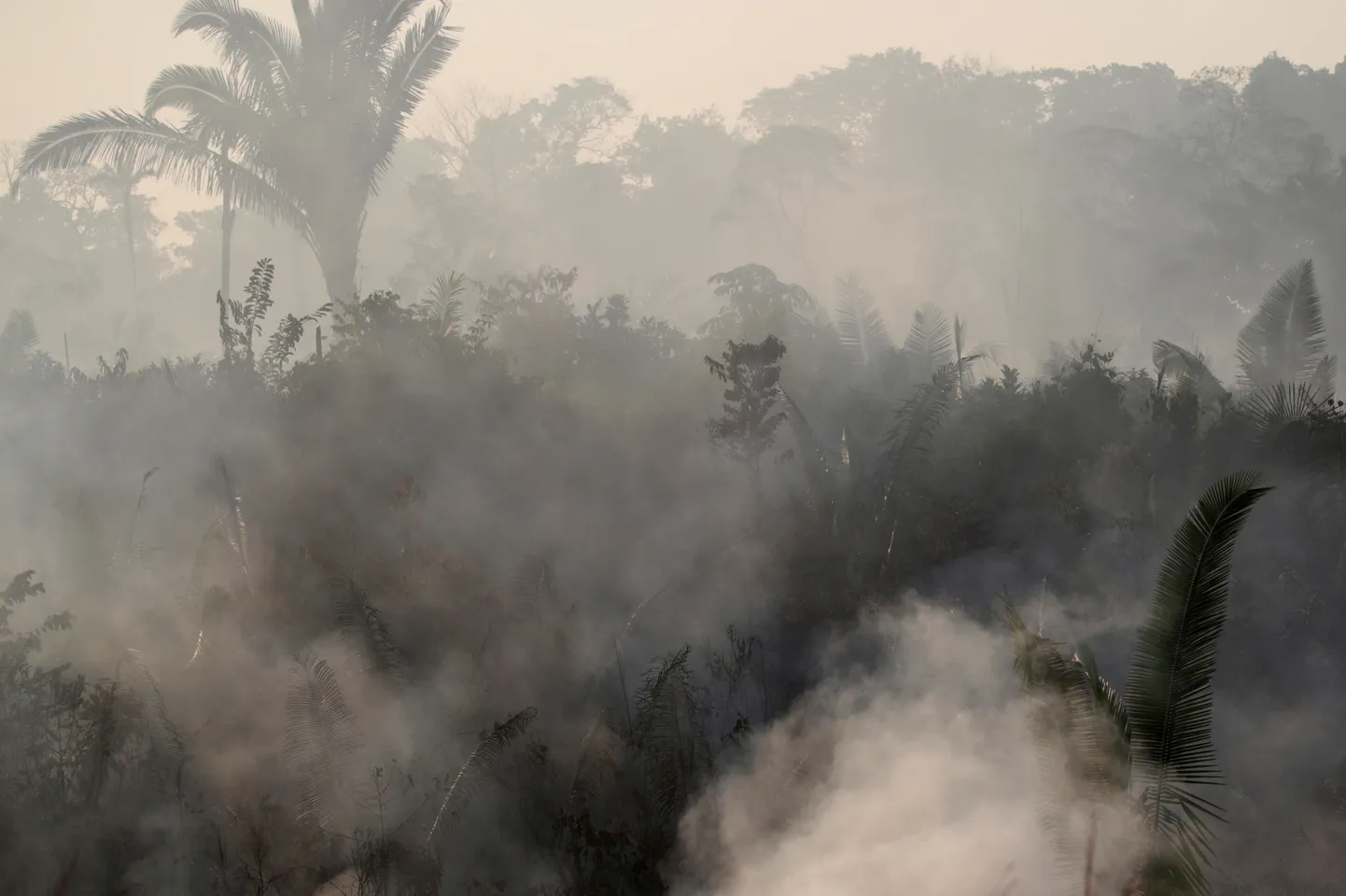Amazones lietus mežu ugunsgrēks.