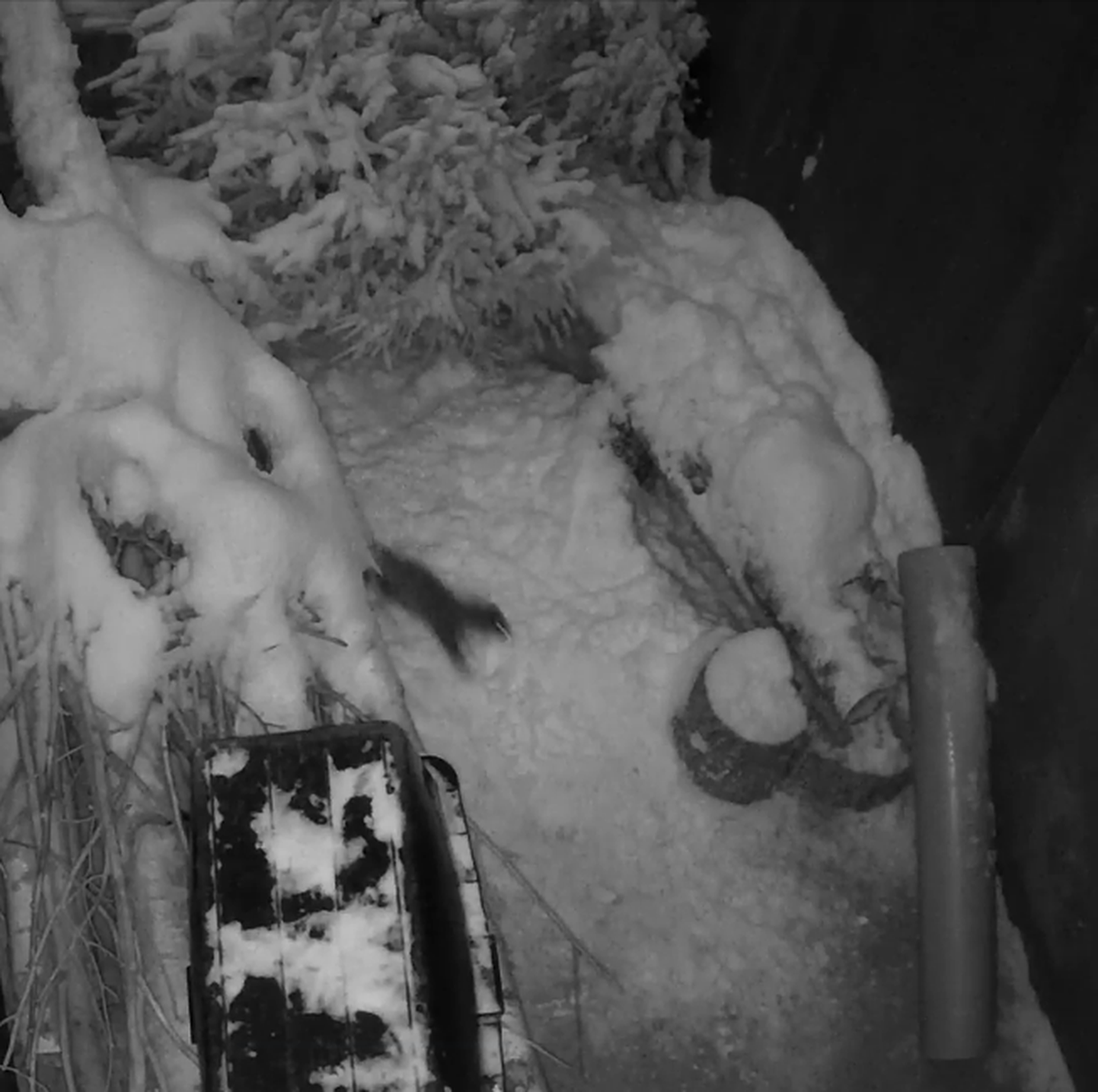 Kaamerasalvestis paljastab, millise Tallinna loomaaia asuka on lumi kohe eriti pöördesse ajanud.