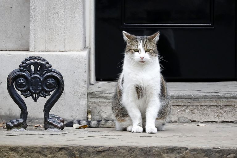 Vilma ei tunne ennast põrmugi tähtsusetumana kui Briti peaministri kass. Veelgi enam, ta leiab end põlvnevat sinivereliste liinist.