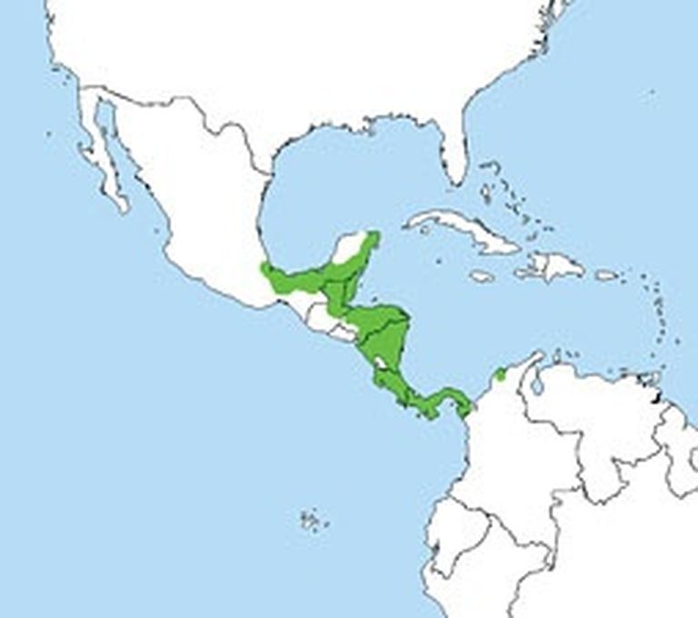 Dabā Agalychnis callidryas sastopama Centrālamerikā 