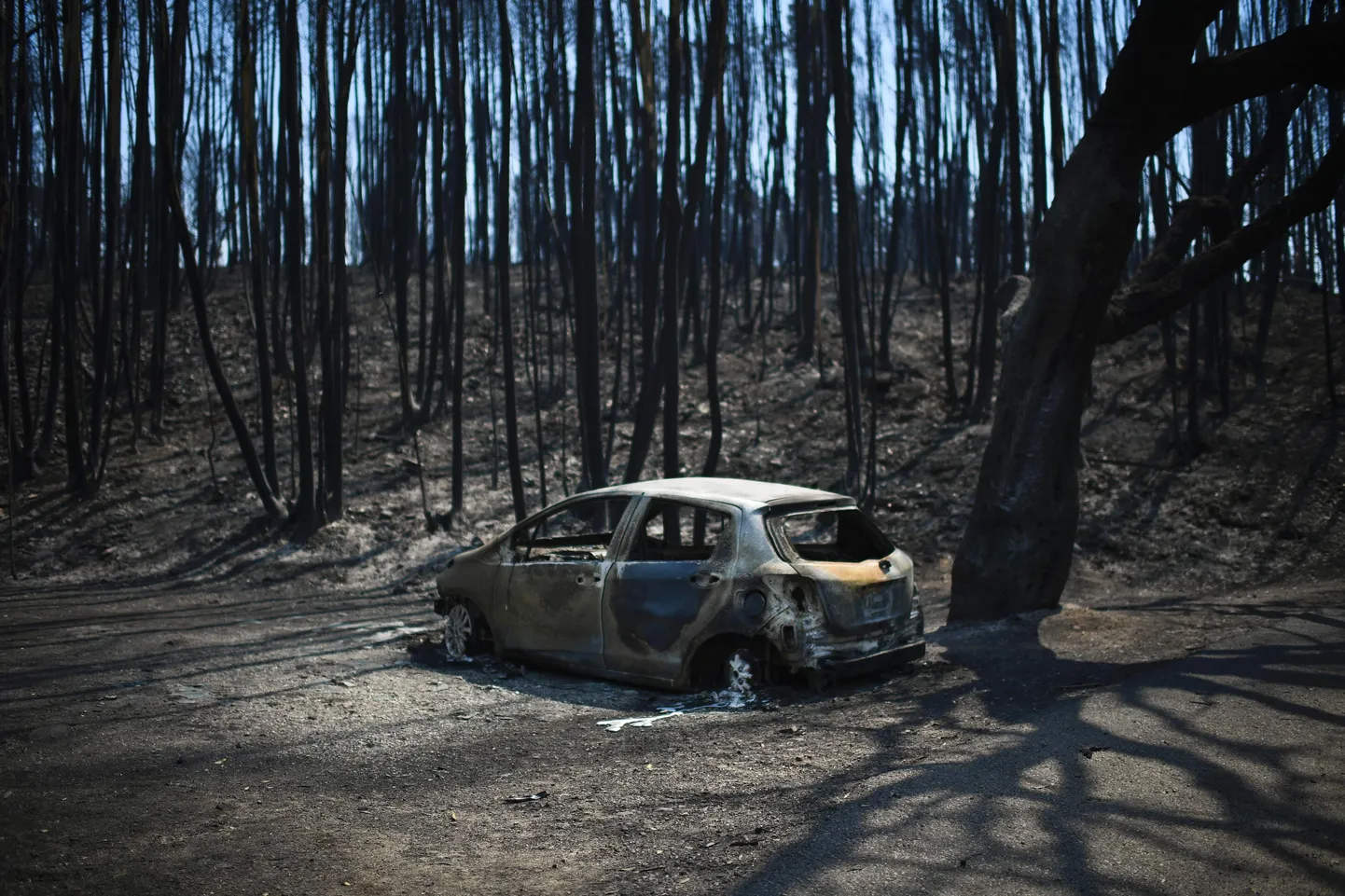 Metsapõlengu järel.