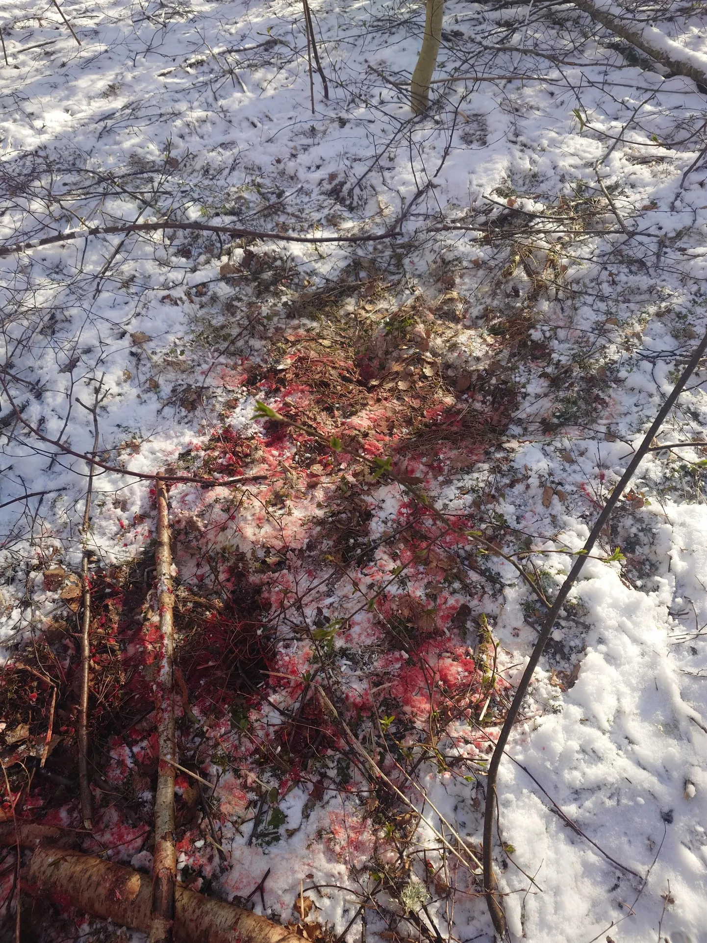 Suure-Jaani eramaja terrassil murtud ning 300 meetrit lohistatud koerast jäi alles ainult verelaik.