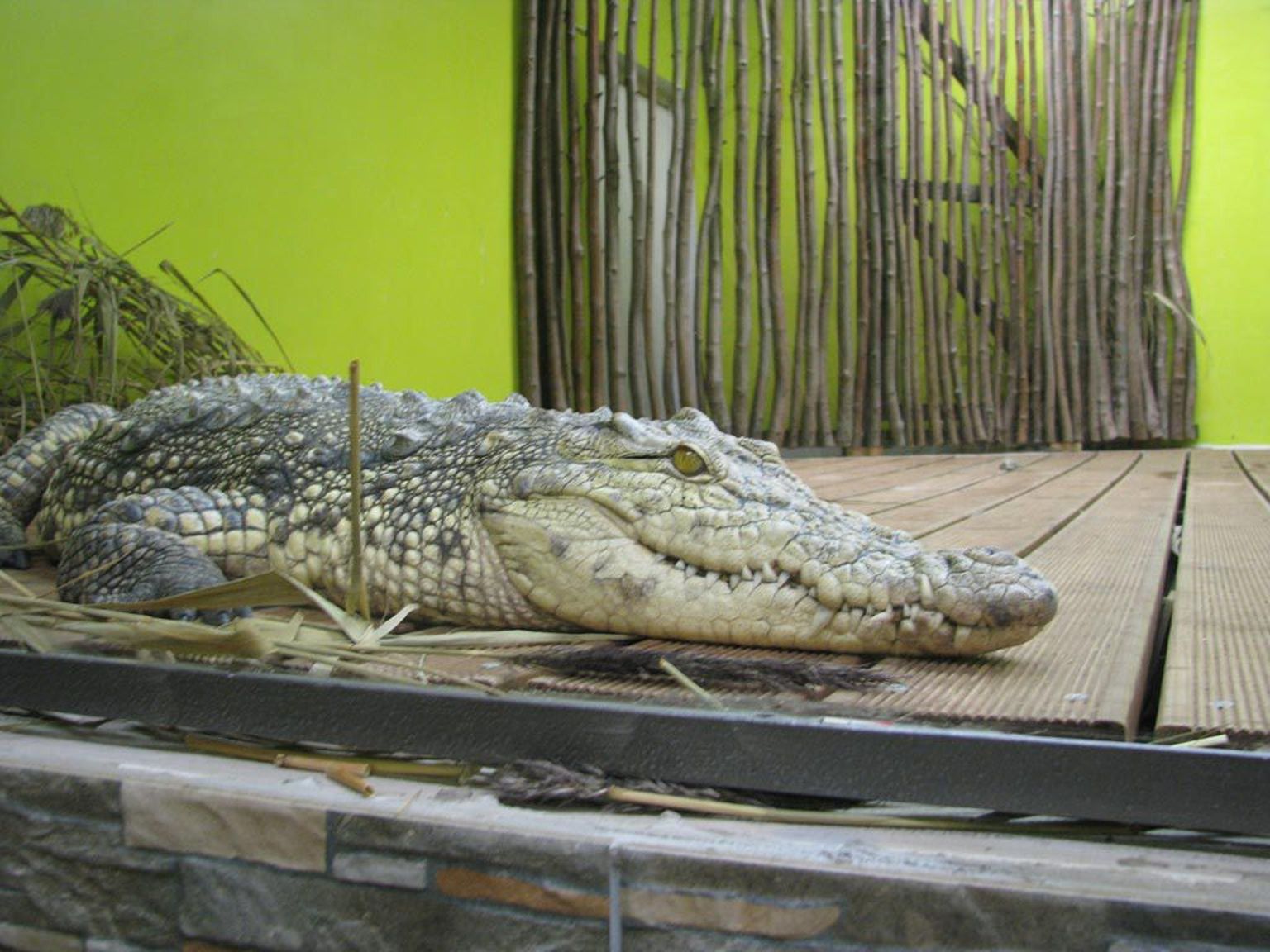 Pärnu minizoo 14aastane Niiluse krokodill.