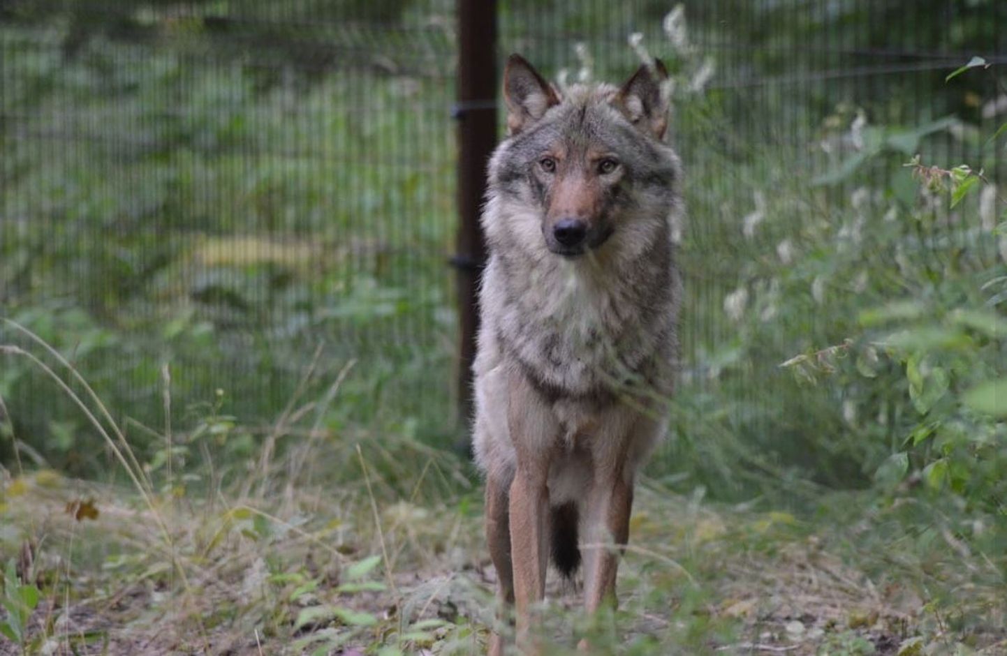 Волк Короониус уже три года живет в лесном зоопарке Элиствере на границе Тартуского и Йыгеваского уездов.