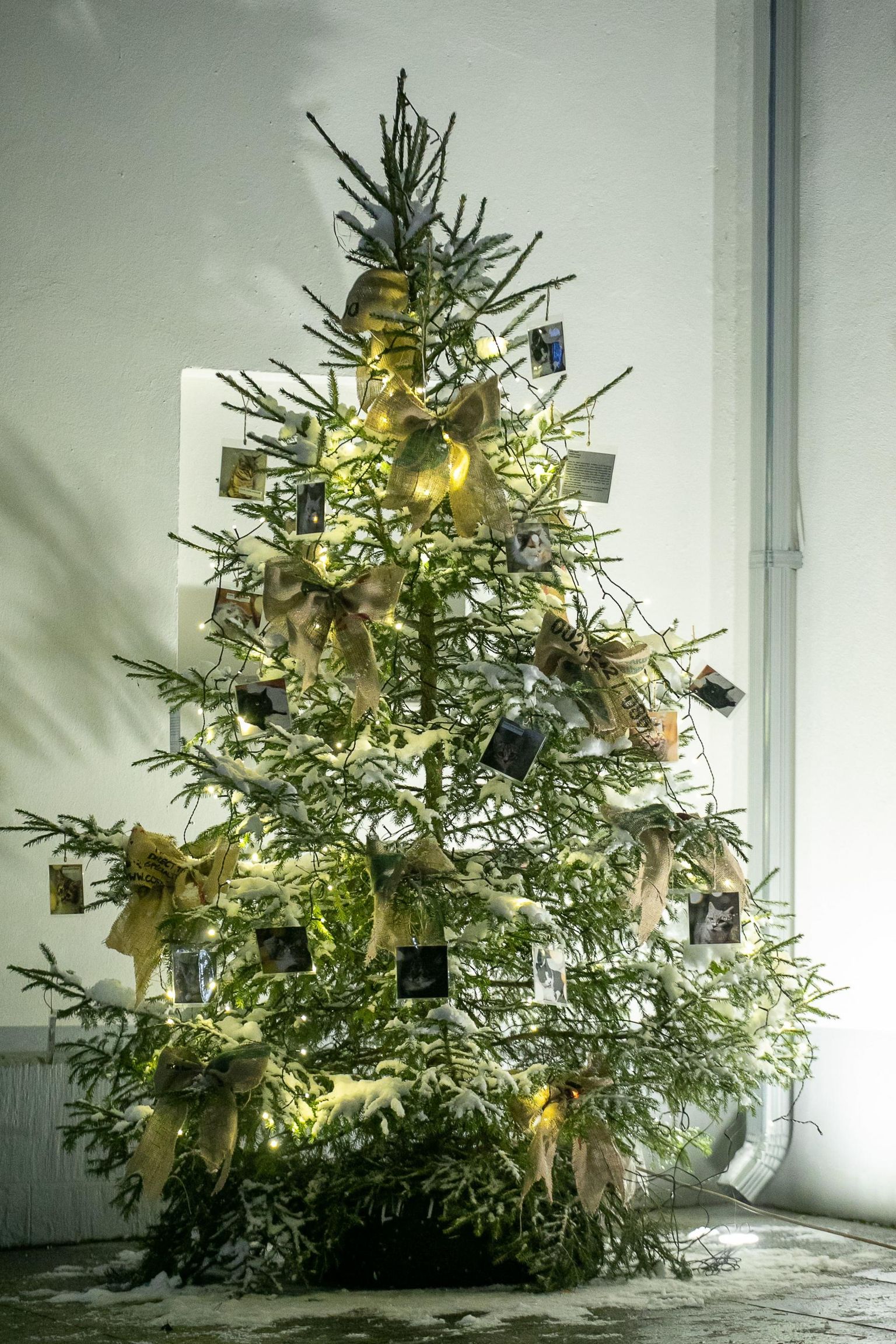 Rakvere linnavalitsuse juures kõrgus ka möödunud aasta lõpus koduta loomade jõulupuu, mille ehteiks olid kodu otsivate kasside-koerte fotod.