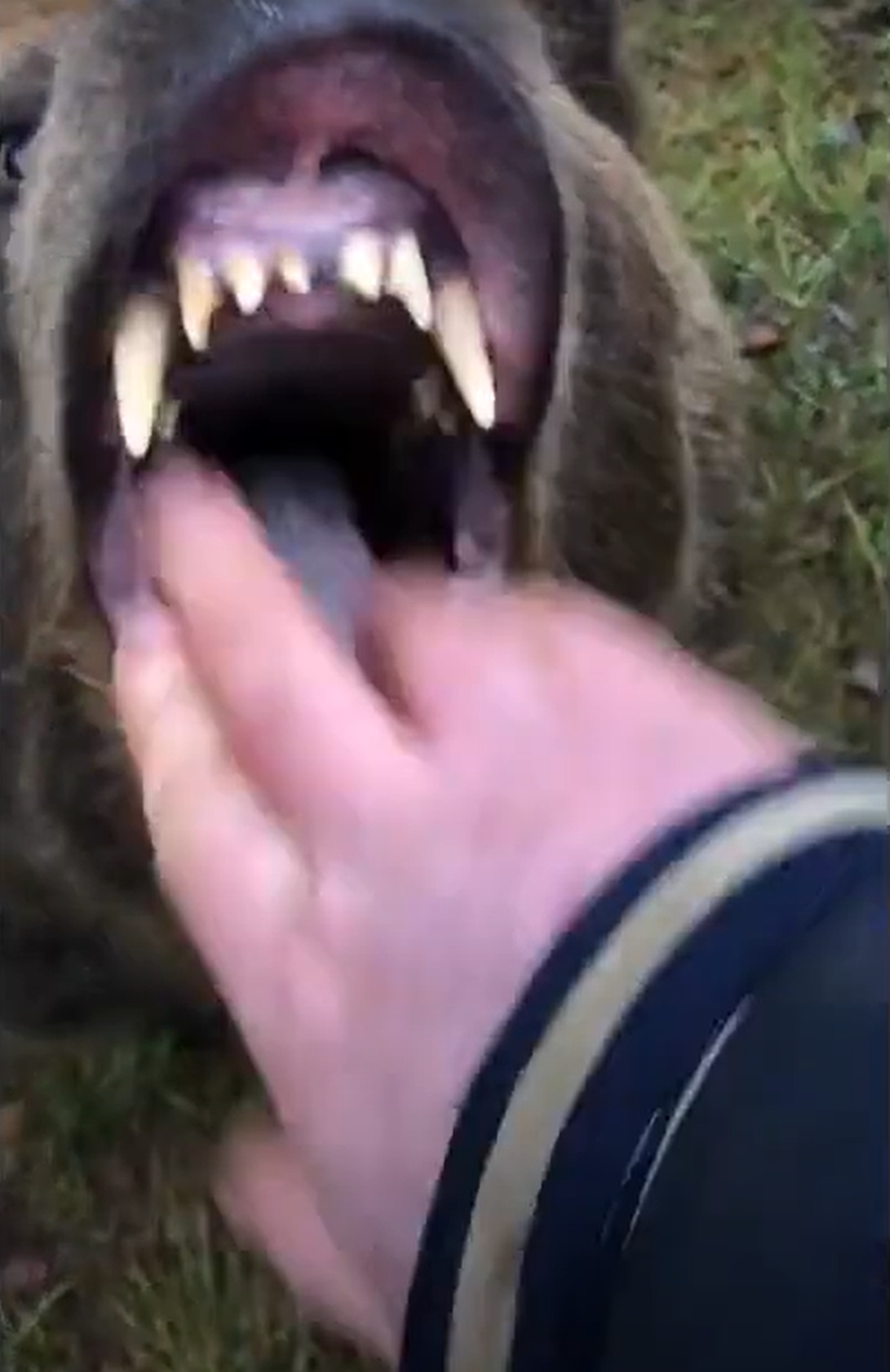 Hulljulge mees karu teravaid hambaid ei kartnud.