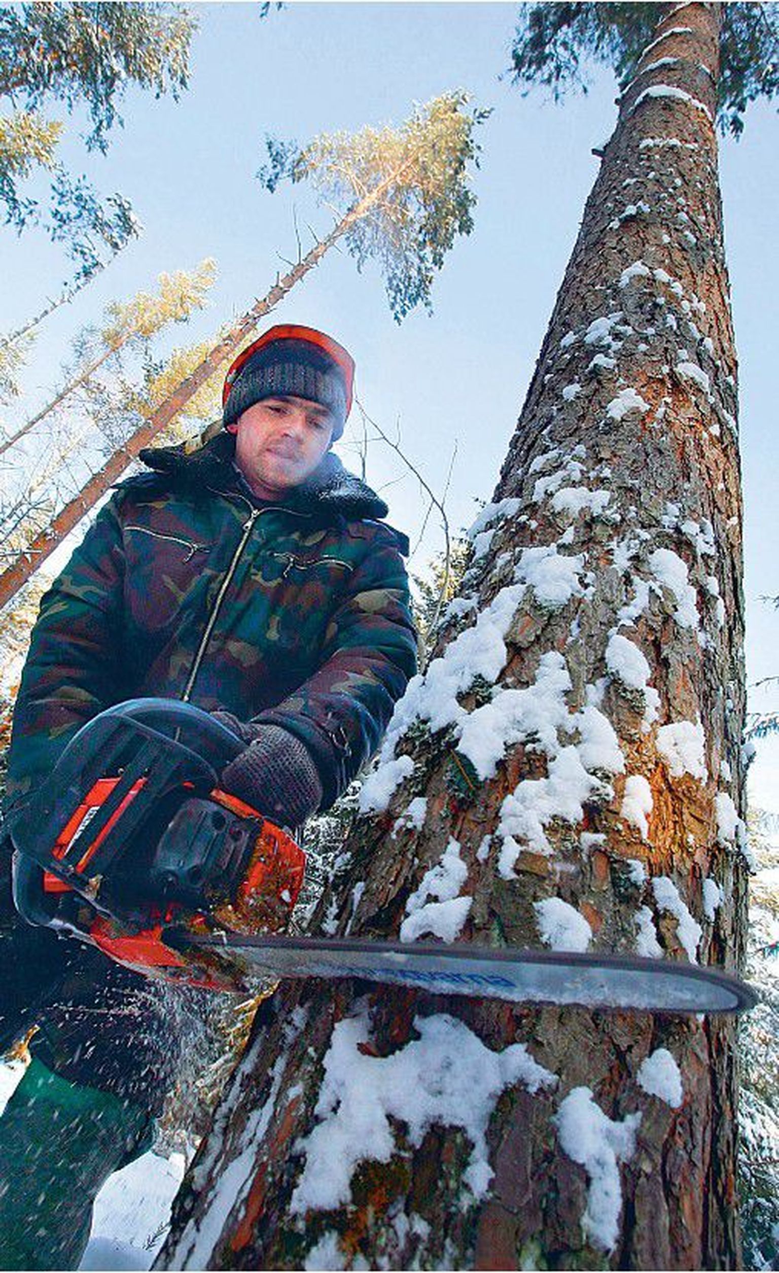 Vene saekaatri töötaja. Venemaalt tulev puit on Soome tööstusele elutähtis, kuid hiigeltollid ähvardavad nüüd hinge kinni pigistada.