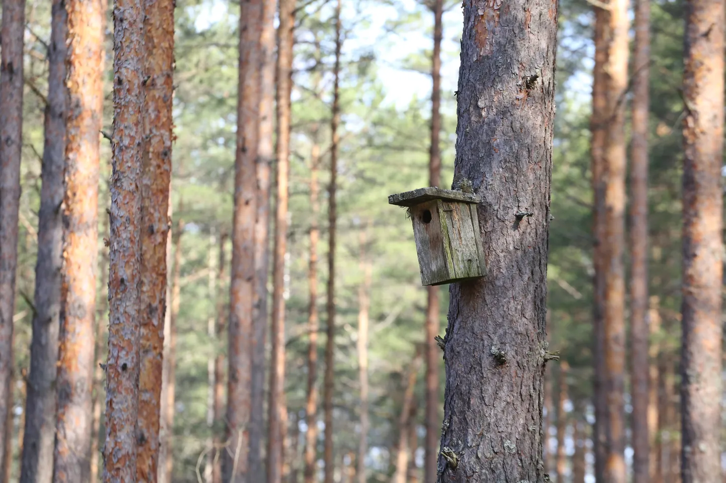 Pesakast Võrumaa metsas.