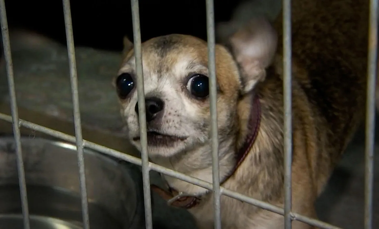 It was a puppy factory with 18 dogs, 15 cats, 29 chinchillas and two guinea pigs.