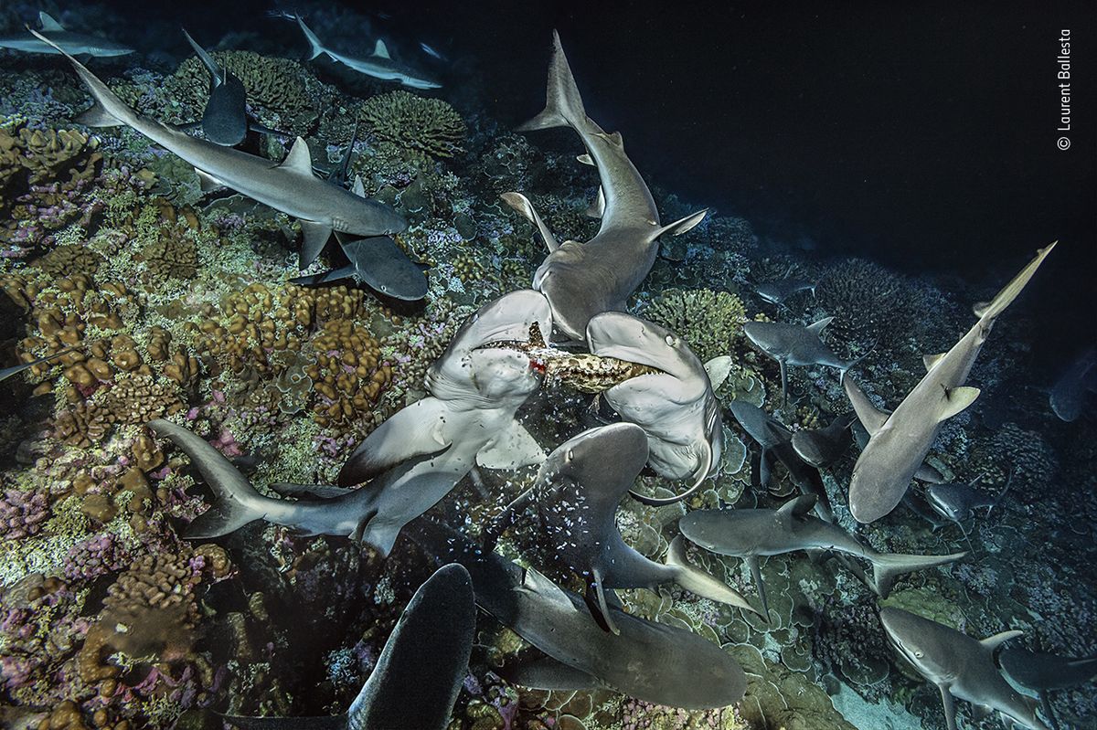 Серые рифовые акулы разрывают рыбу на атолле Факарава во Французской Полинезии.