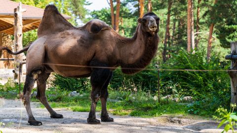 Iekodās galvā un ievilka aplokā. Tieslieta atklāj Rīgas zoo traģiskā negadījuma aizkulises