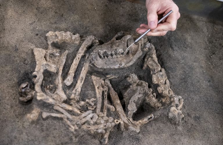Rootsi arheoloogid leidsid kivaiaja asula väljakaevamisel 8400 aastat tagasi maetud koera.