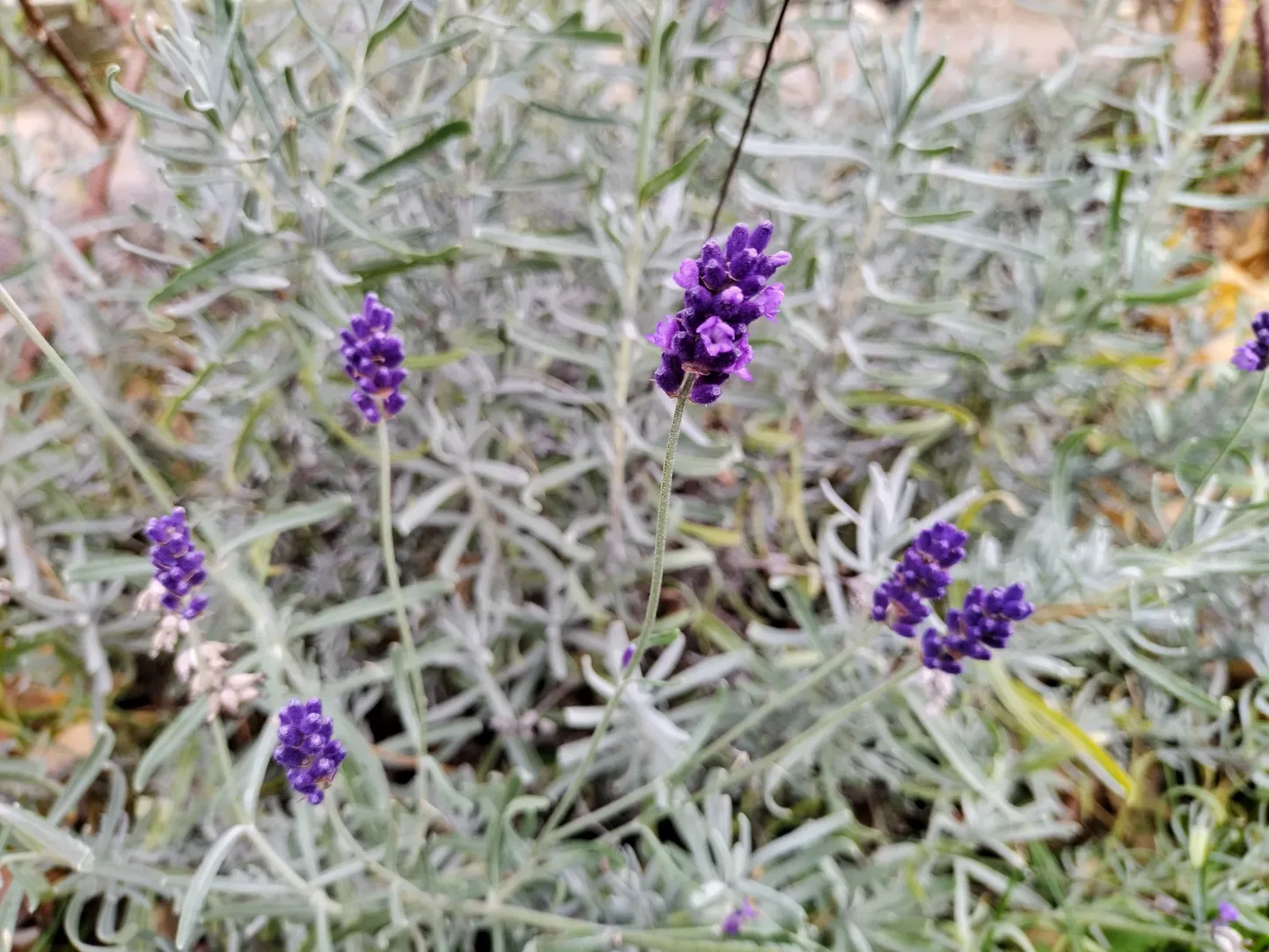 Artikli foto