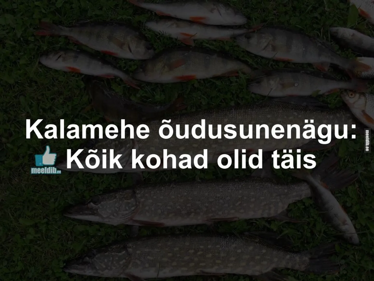 Artikli foto