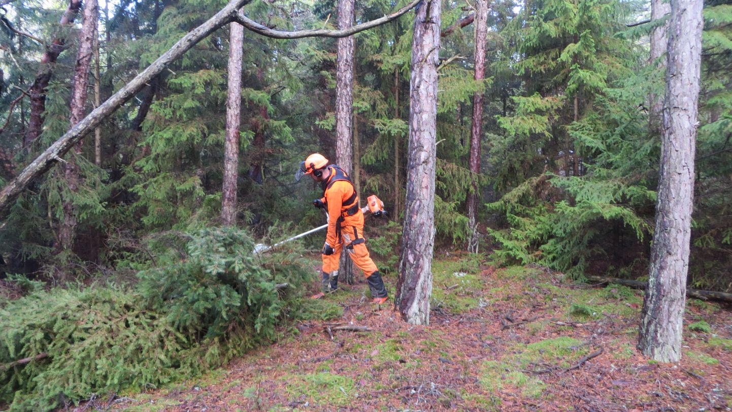 Koorunõmme metsatee äärest võeti alusmetsa maha kokku 4 kilomeetri pikkuselt.