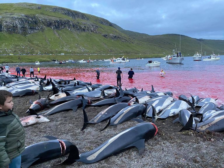 Fēru salās nogalināti gandrīz 1500 delfīnu.
