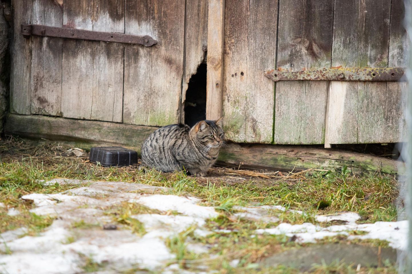 Toolse kasside varjupaiga hoovis redutav nurrumootor. Perenaise sõnul pole hoovis liikuvad loomad tegelikult varjupaiga kassid.