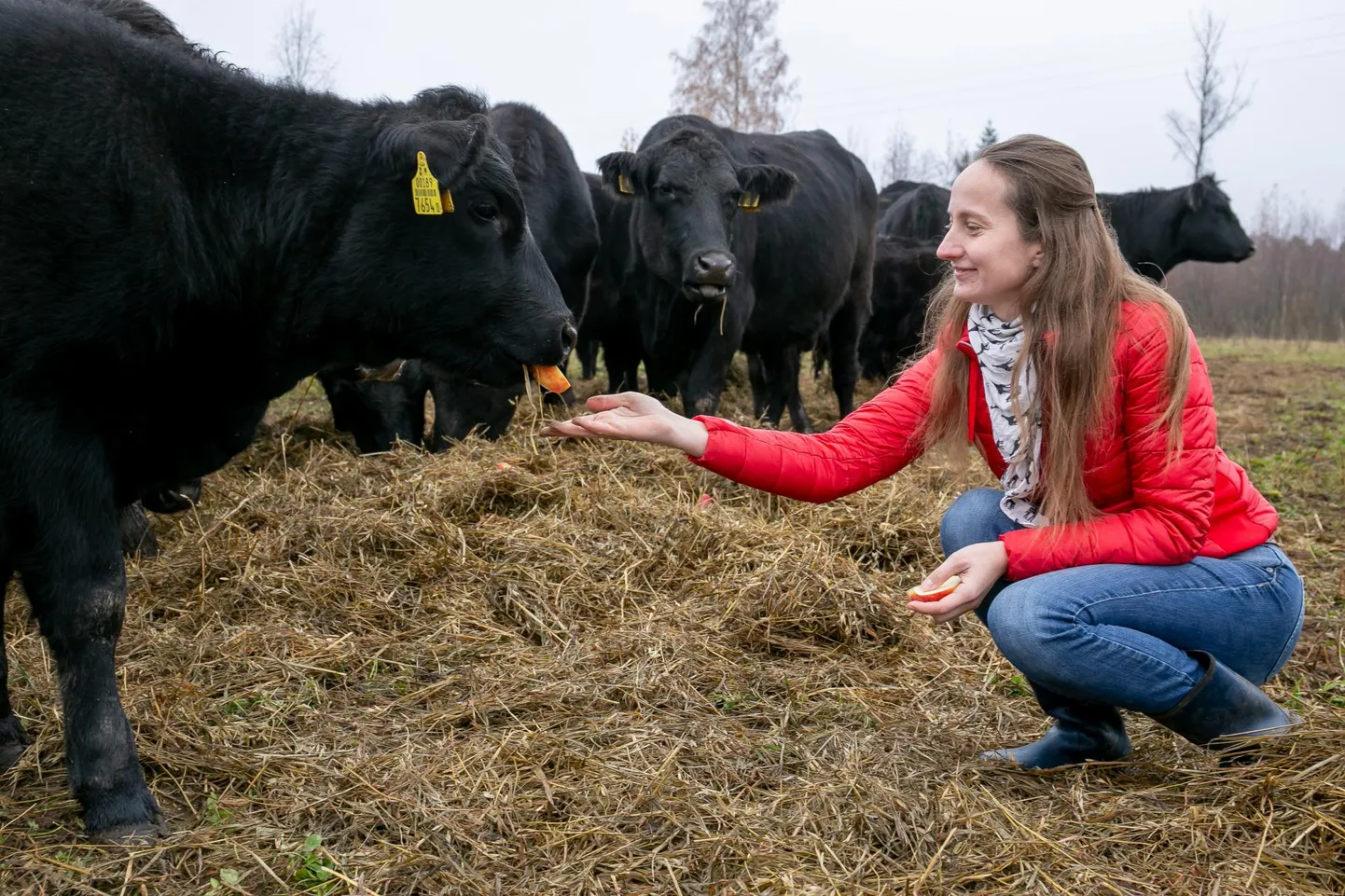 Kalita külas peab Mariliis ­Kutsar Aberdeeni-Anguse tõugu veiseid, kes on süsimusta karvaga nagu tondid.