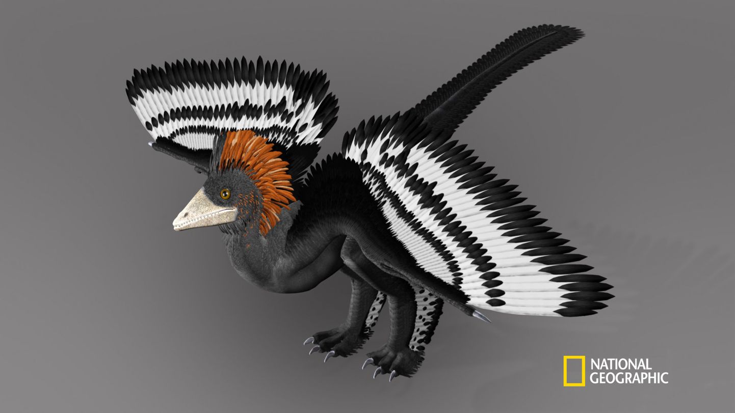 Arvutijoonis 150 miljonit aastat tagasi elanud  Anchiornis huxleyi´st