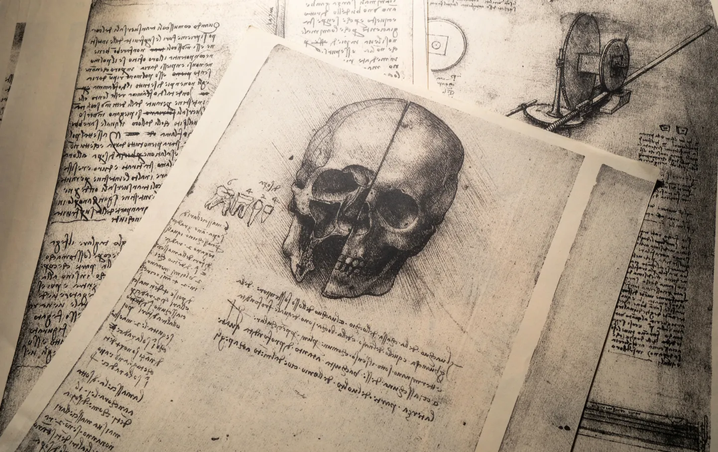 Da Vinci anatoomiline kunst. Foto on loo juures illustratiivse tähendusega