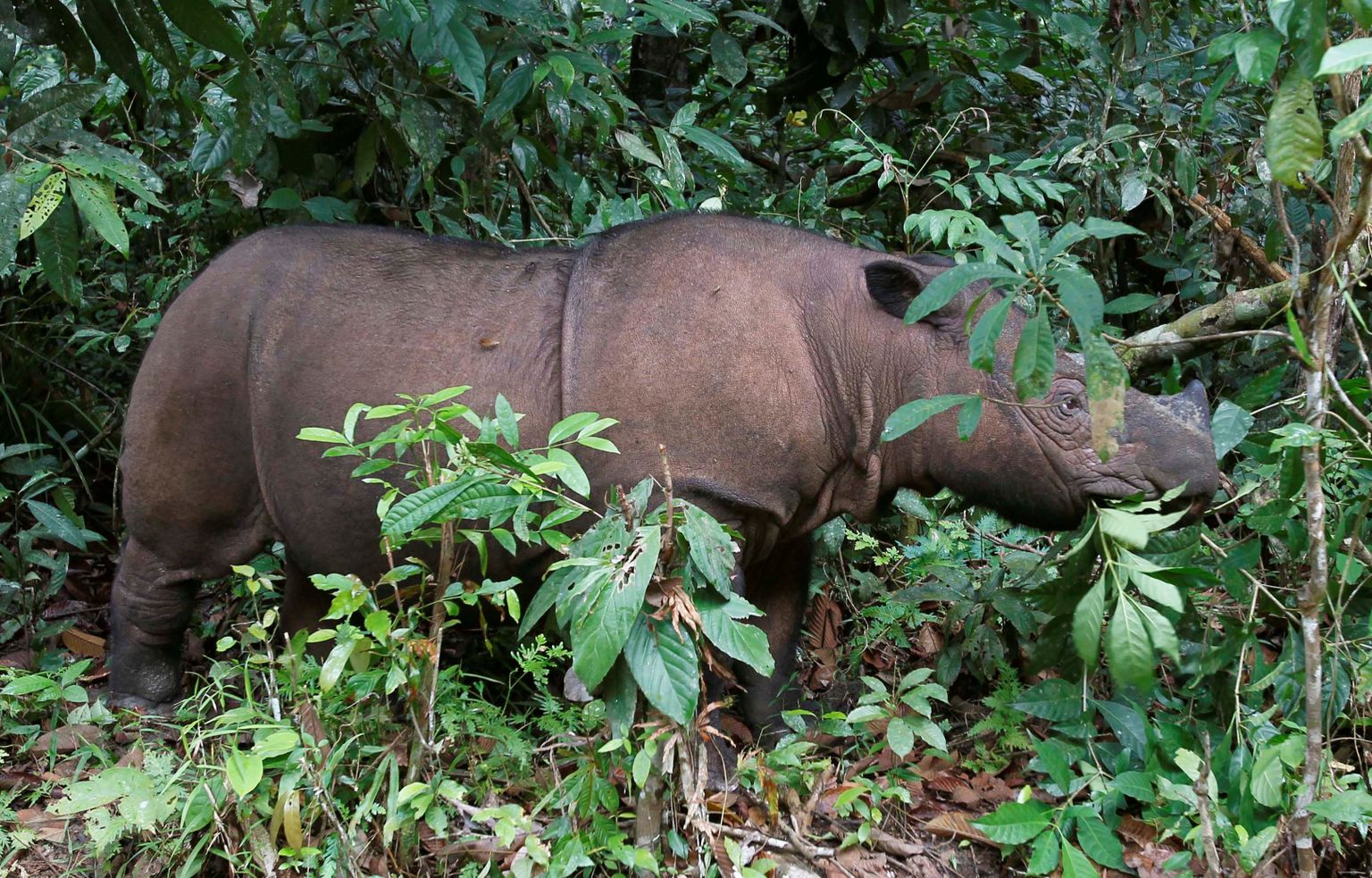 Суматранский носорог.