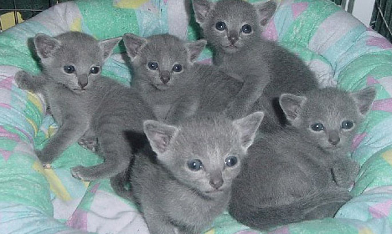 Krievu zilie Saimniecība Saimniece TVNET