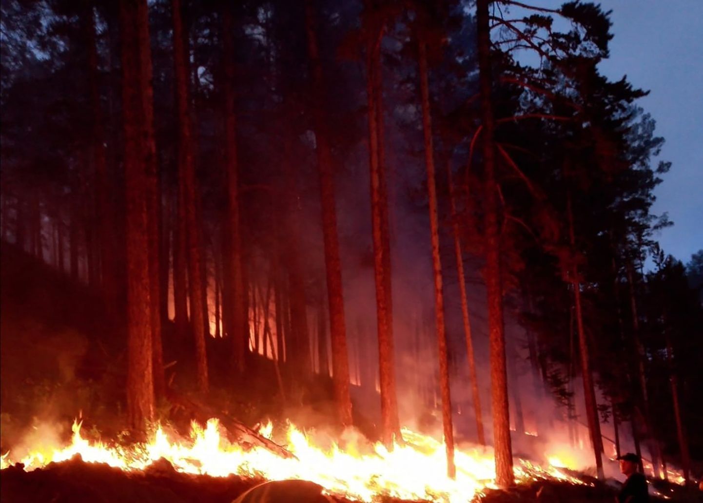 Лесной пожар в России.