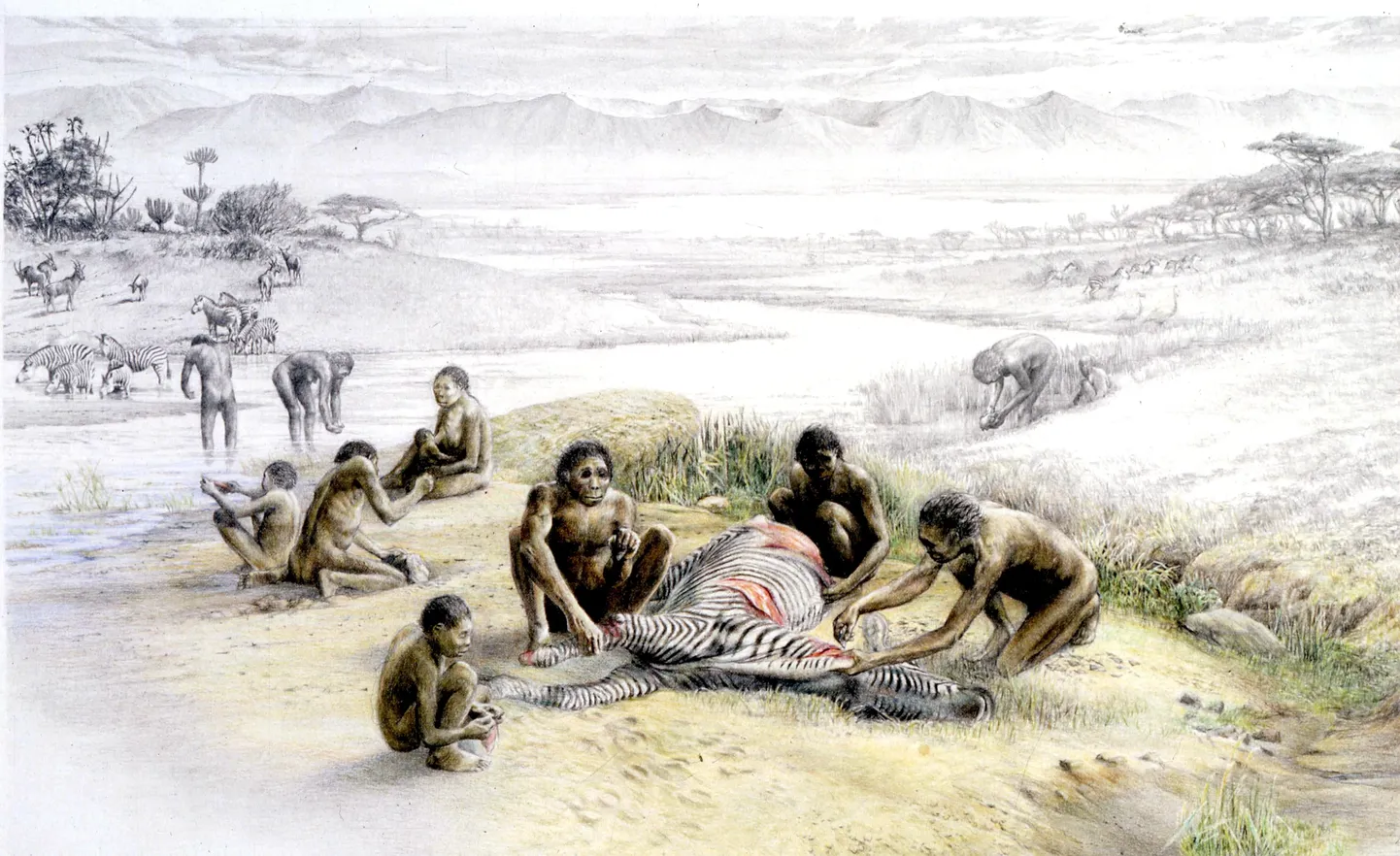 Kunstniku kujutis Homo habilisest.