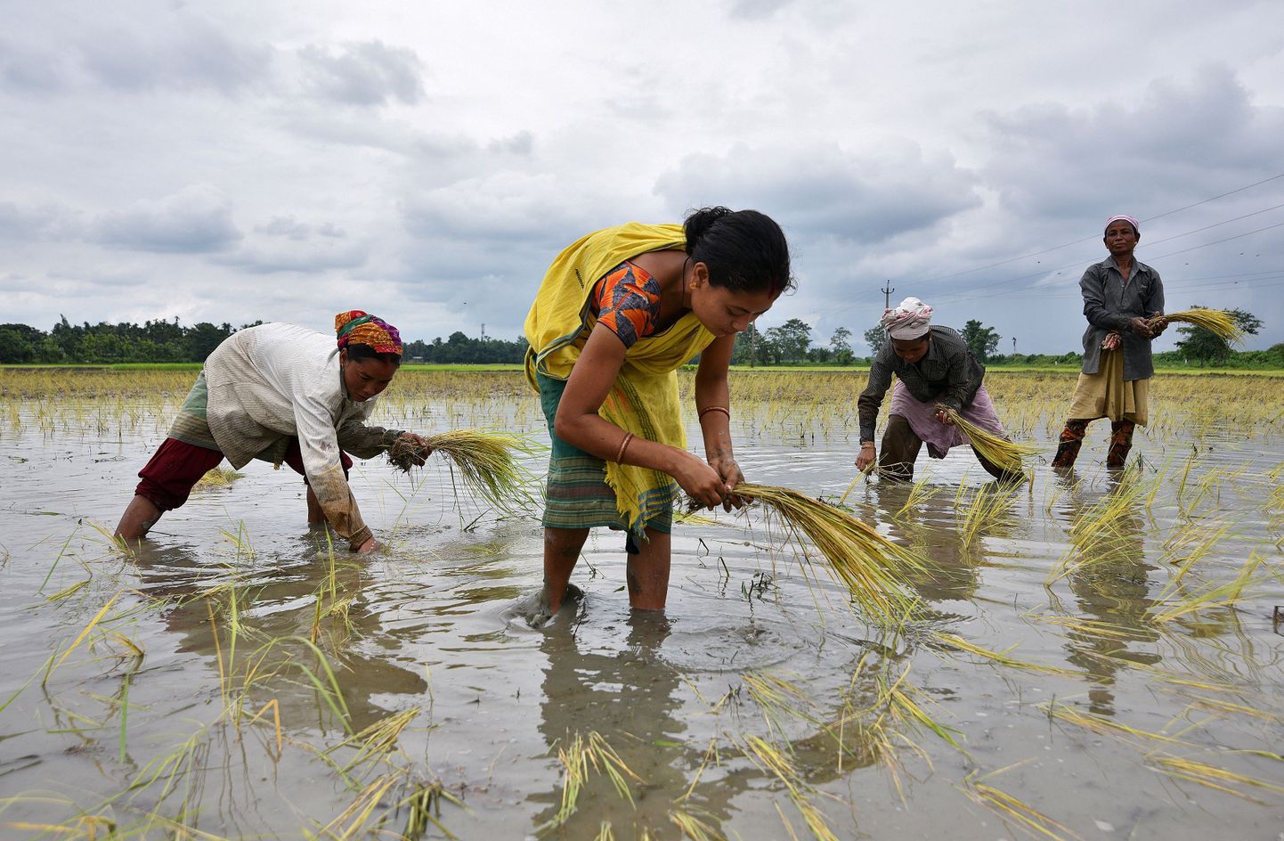 Riisi kasvatatakse veega üleujutatud põldudel, kus valmivatesse teradesse võib kergesti sattuda mullas looduslikult esinevaid organismile kahjulikke aineid, sealhulgas arseeni. Pildil India naised riisitaimi istutamas.