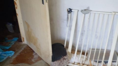 FOTO ⟩ Dzīvoklī Imantā likumsargi konstatē 27 novārgušus kaķus un dzīvnieku mirstīgās atliekas