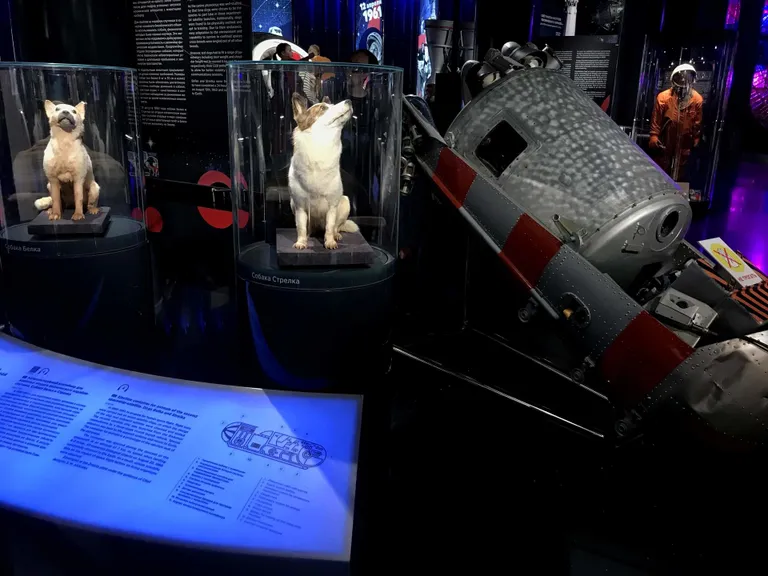 19. august 1960
Belka ja Strelka topised koos Sputnik 5 maandumismooduliga muuseumieksponaatidena.